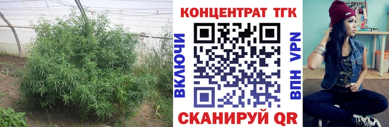 Купить закладки  Сретенск  ТГК Wax 